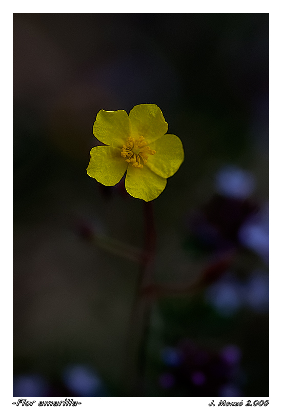 Flor amarilla