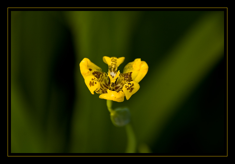 Flor amarilla II