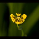 Flor amarilla II