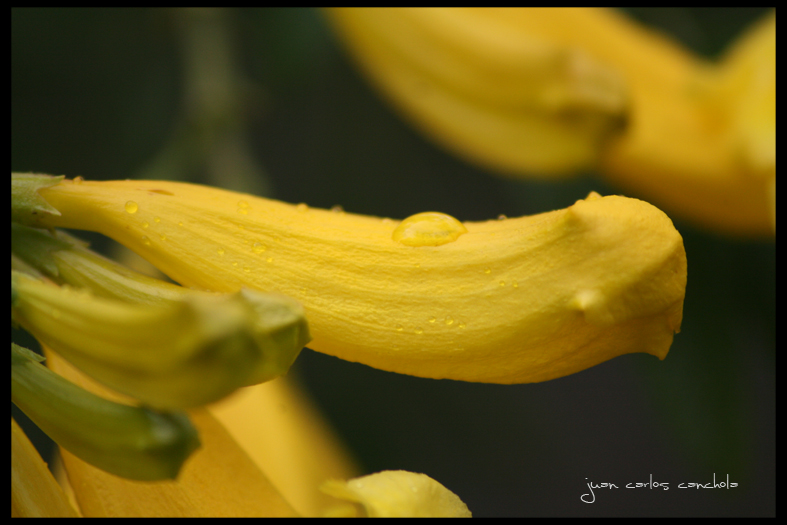 Flor amarilla5