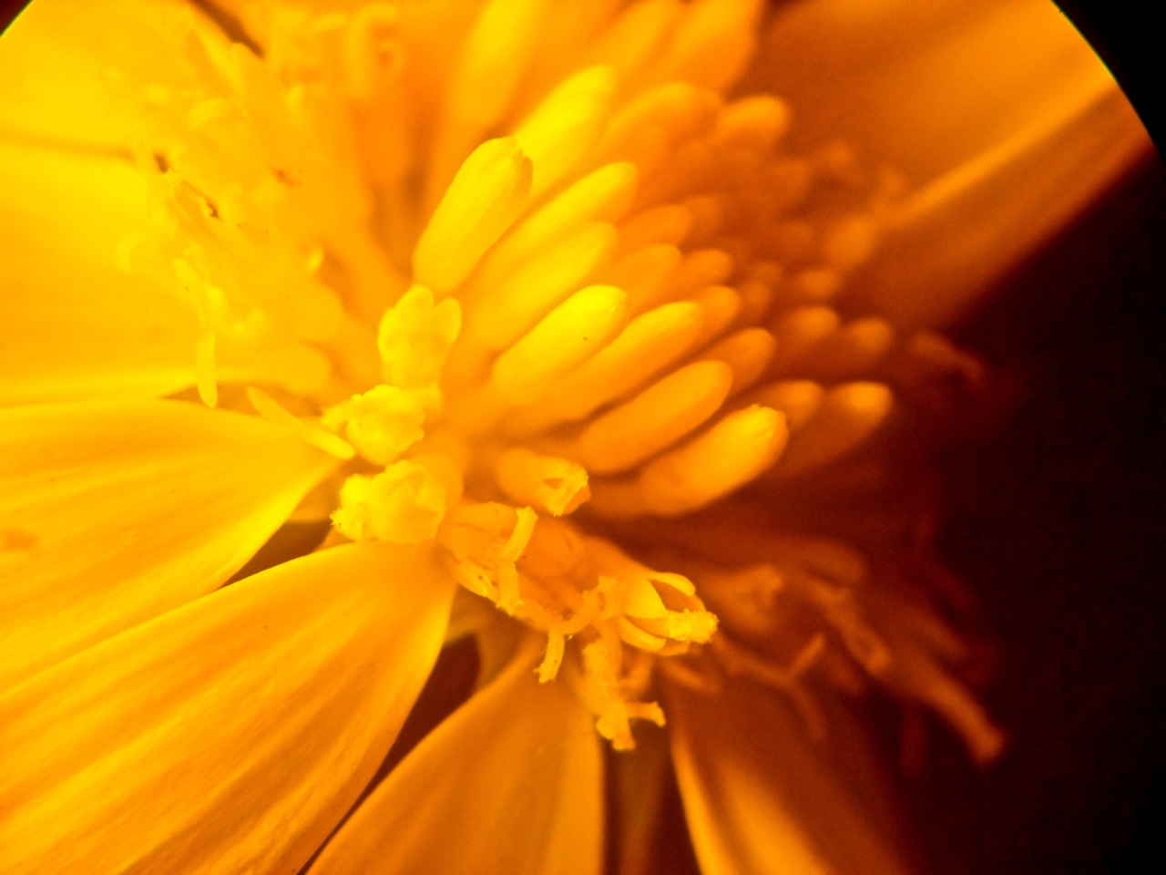 flor amarillo 02