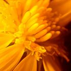flor amarillo 02