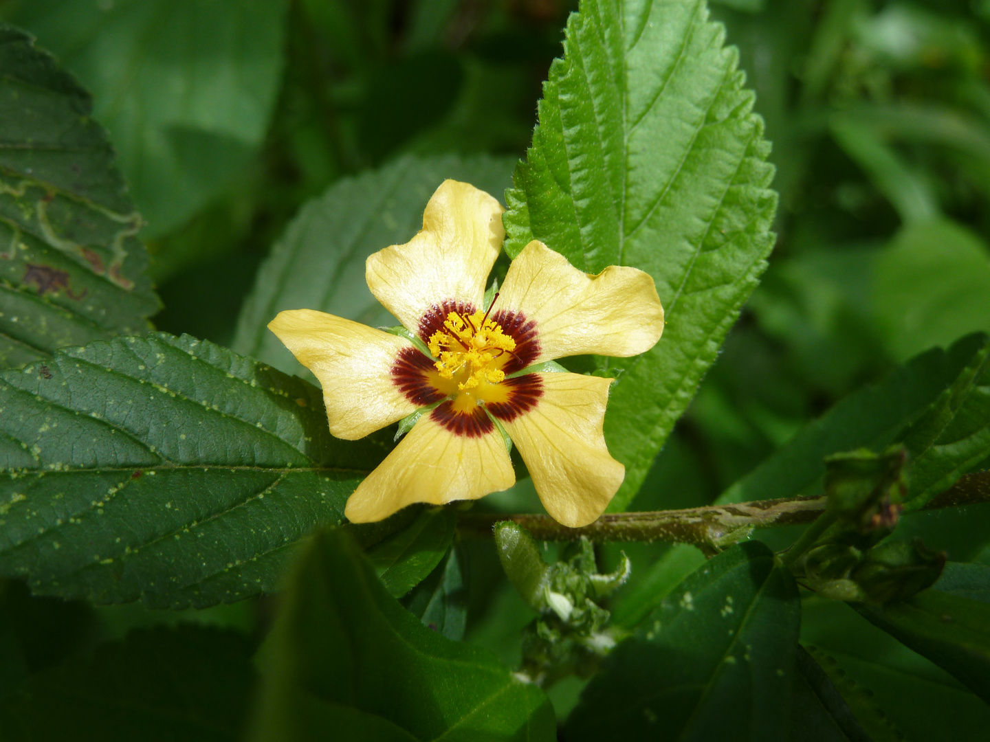 Flor Amazonia ecuatoriana