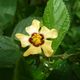 Flor Amazonia ecuatoriana