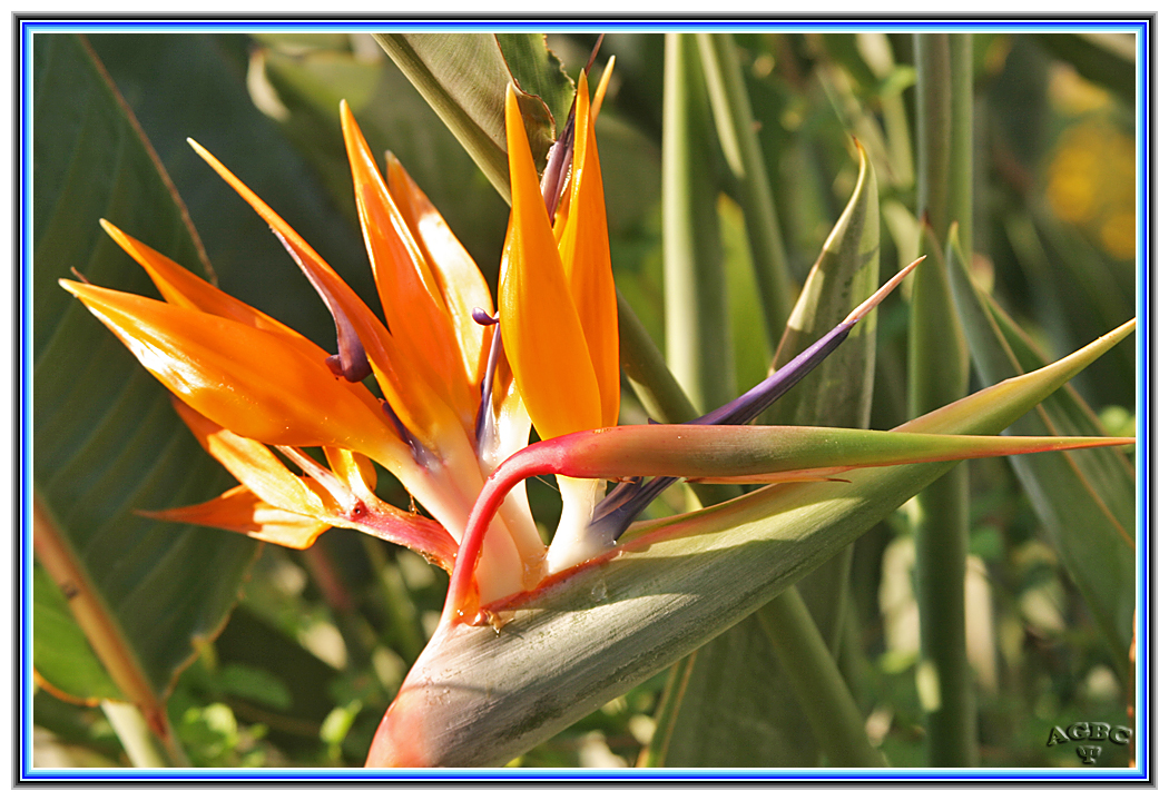 Flor ave del Paraiso (Strelitzia reginae)