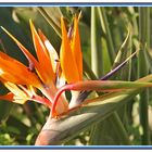 Flor ave del Paraiso (Strelitzia reginae)