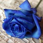 Flor Azul