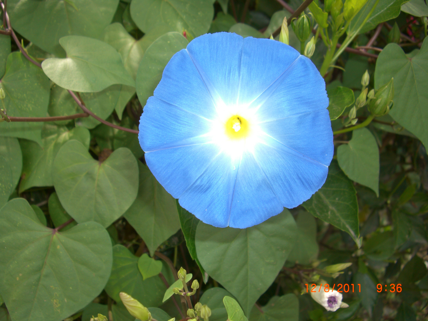 Flor azul