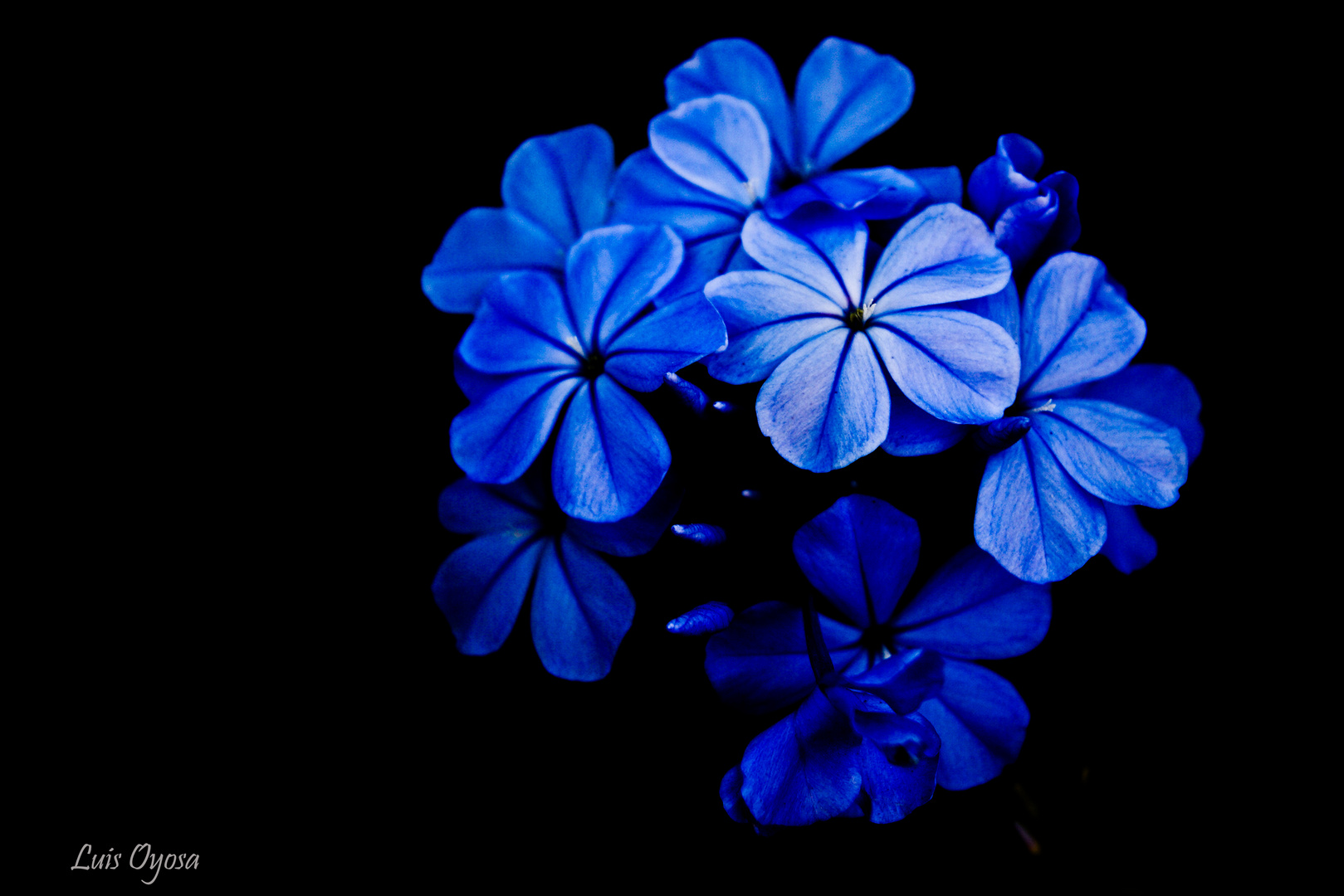 Flor Azul