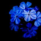 Flor Azul