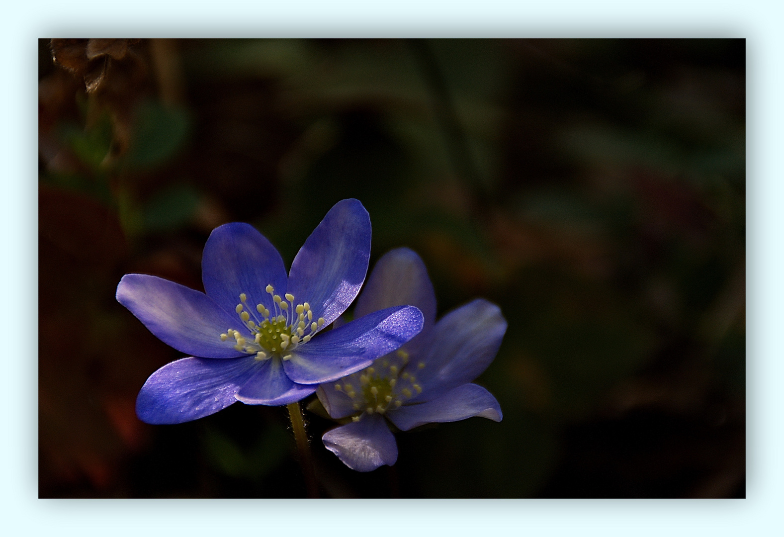 Flor azul