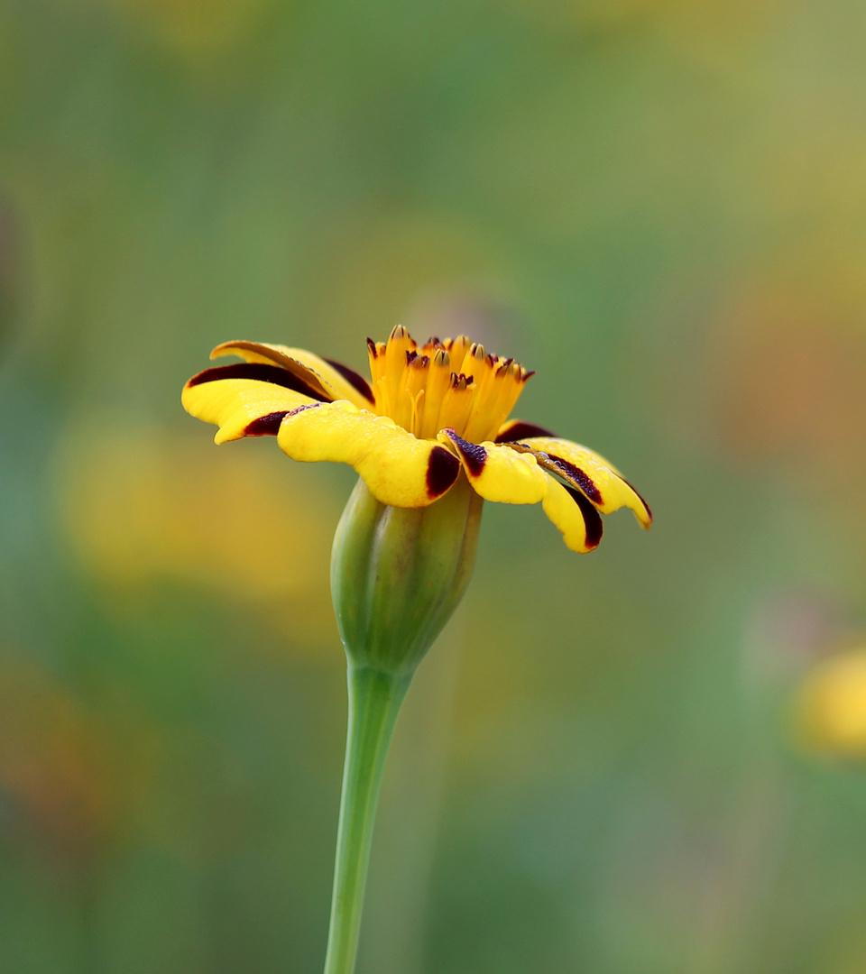 Flor