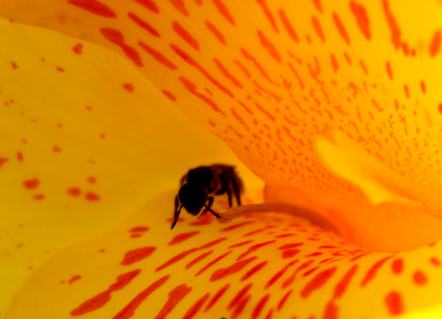 Flor Bandera y Abeja