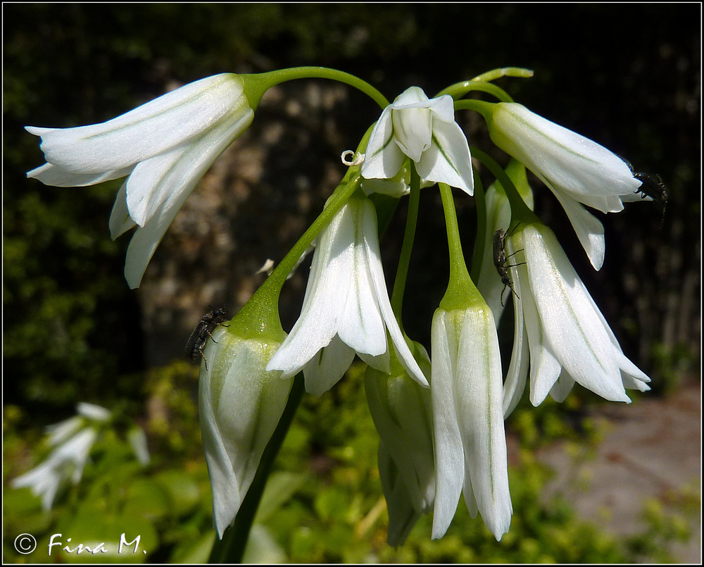 Flor