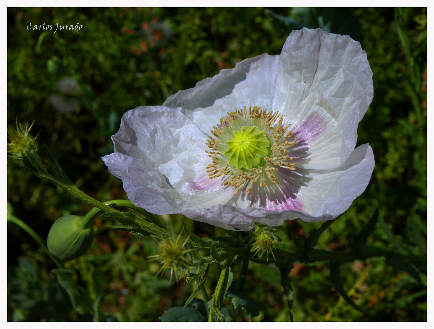 Flor blanca