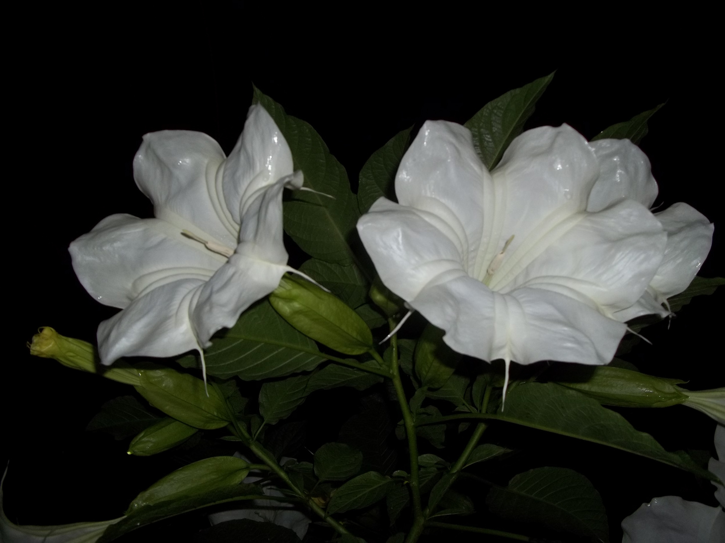 Flor blanca