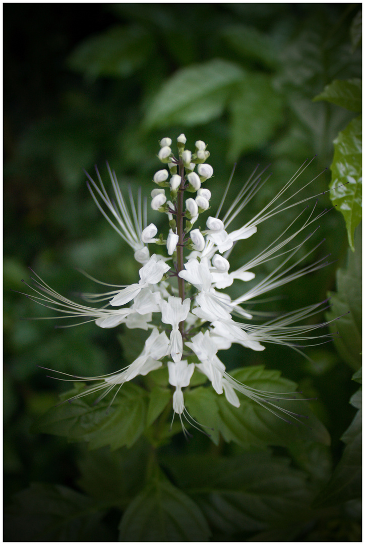 Flor blanca