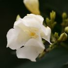 flor blanca