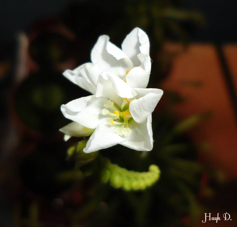 Flor blanca