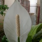 Flor Blanca