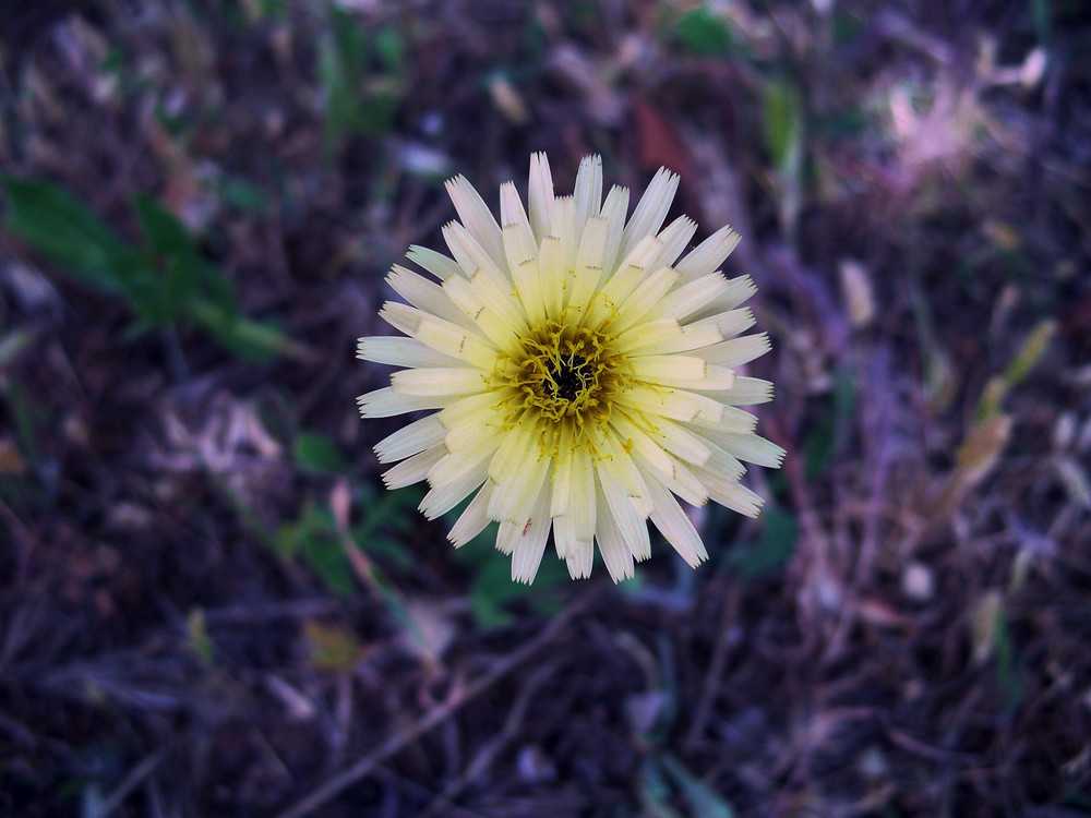 flor blanca