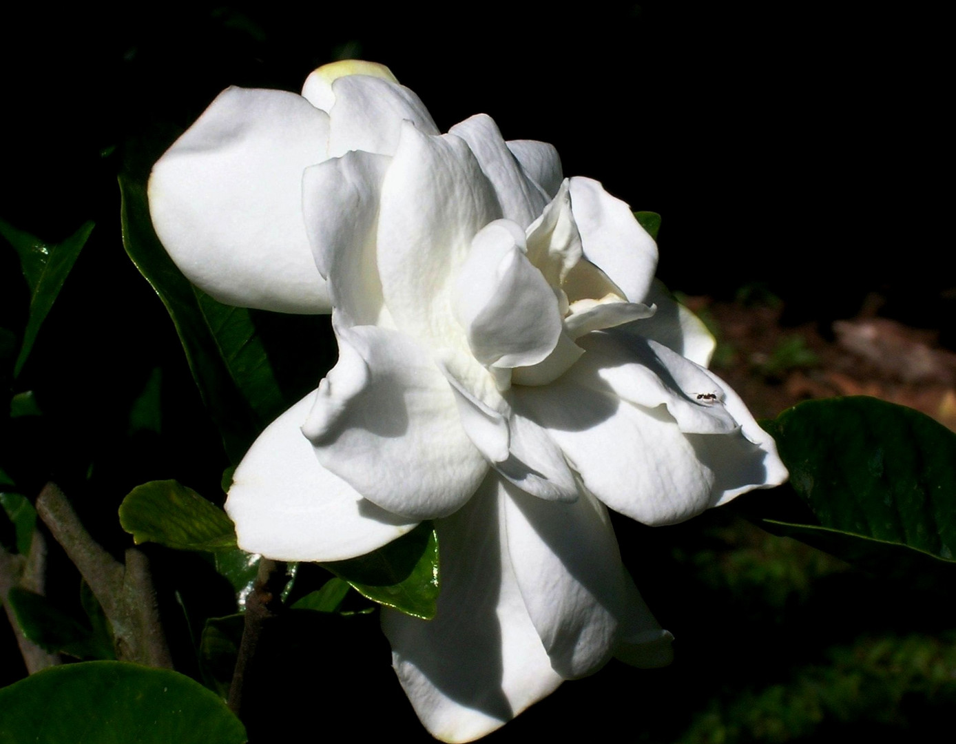 Flor blanca con hormiga negra