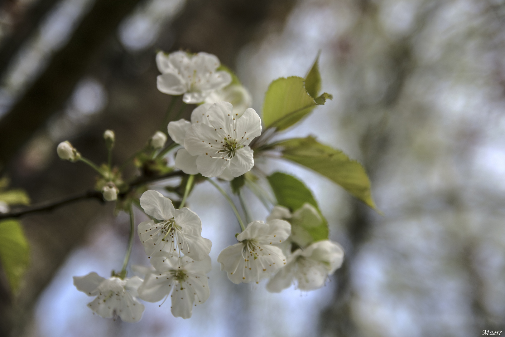 Flor blanca de almendro.