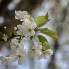 Flor blanca de almendro.