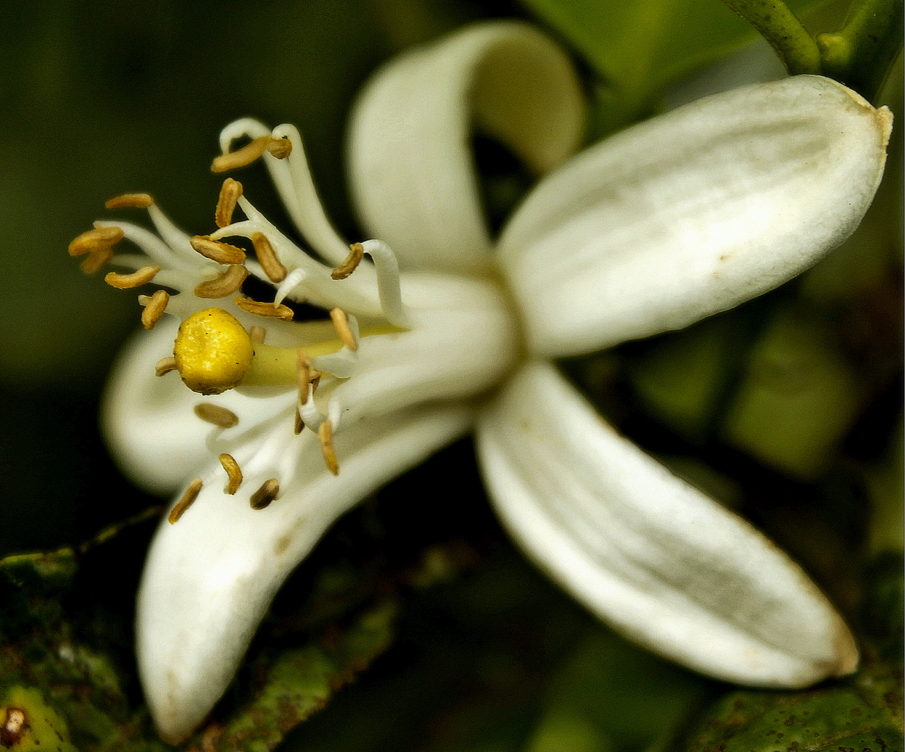 flor blanca