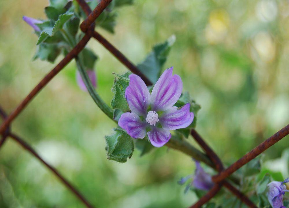 Flor de Jéssica3