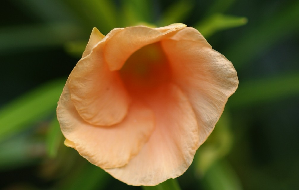 Flor canaria.