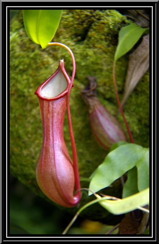 Flor carnivora Imagen & Foto | plantas, flores, naturaleza Fotos de  fotocommunity