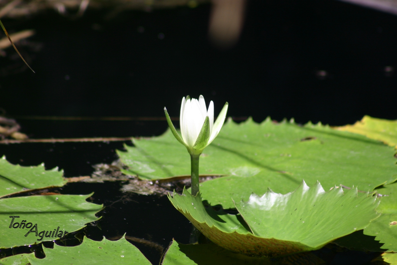 Flor