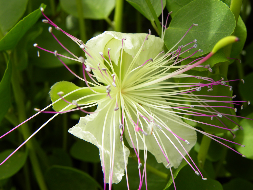 Flor con antenas.