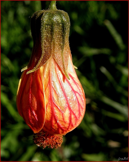 Flor con arterias.