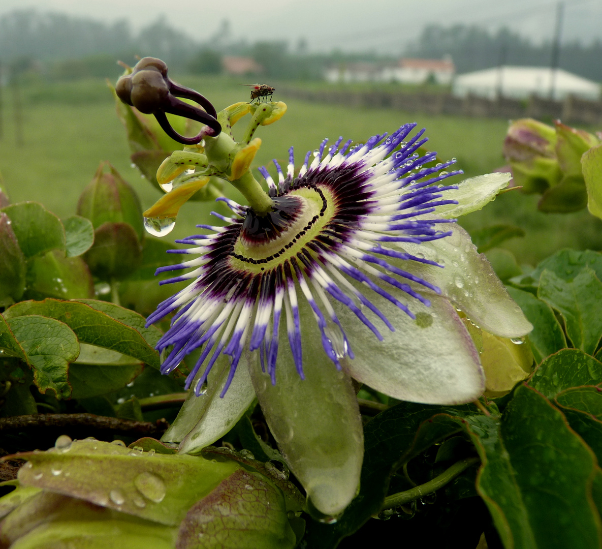 FLOR CON MOSCA