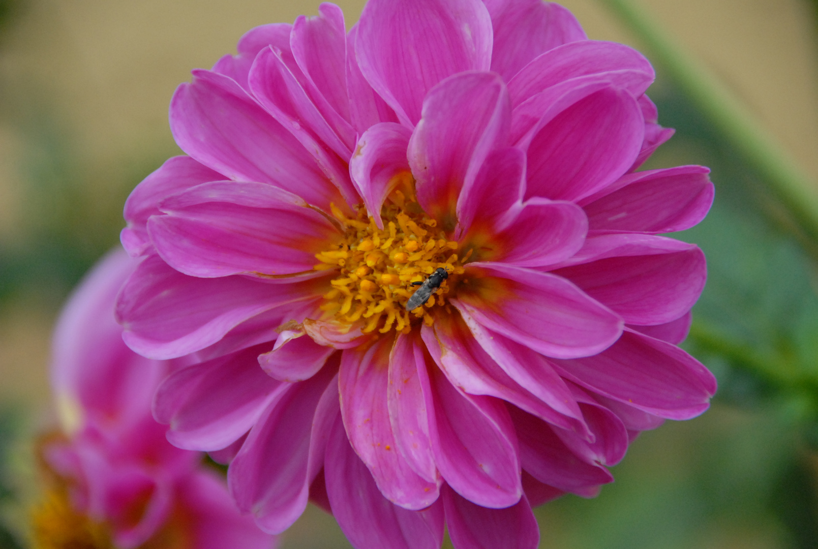 Flor con ocupante/Cercs