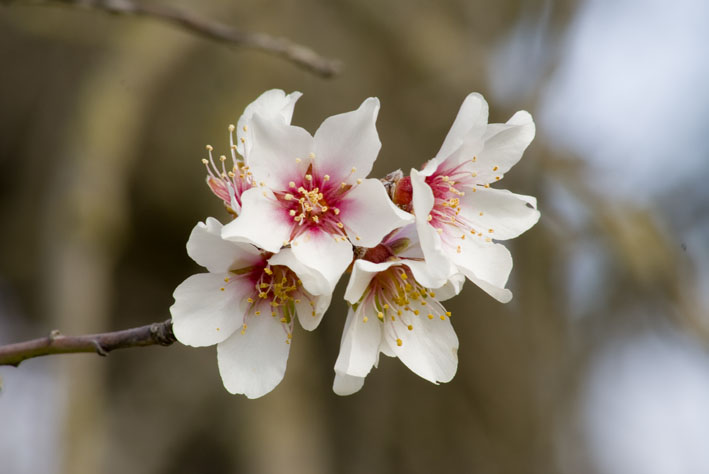 Flor d'ametler