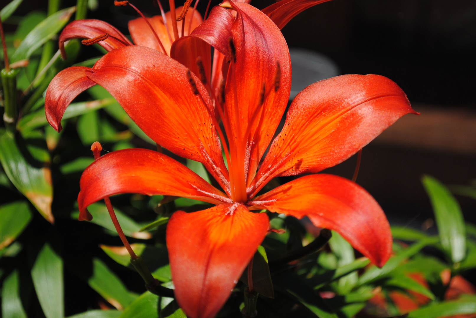 flor dando le el sol