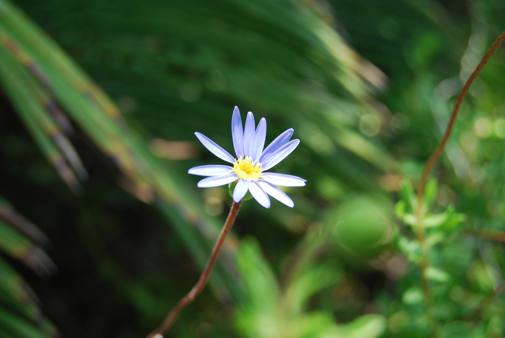 Flor danzando