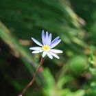 Flor danzando