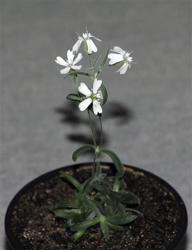 Flor de 30 mil años