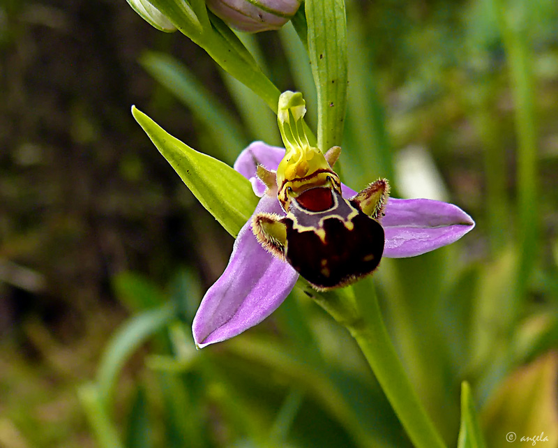 Flor de abeja (orphrys apifera)