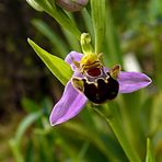 Flor de abeja (orphrys apifera)
