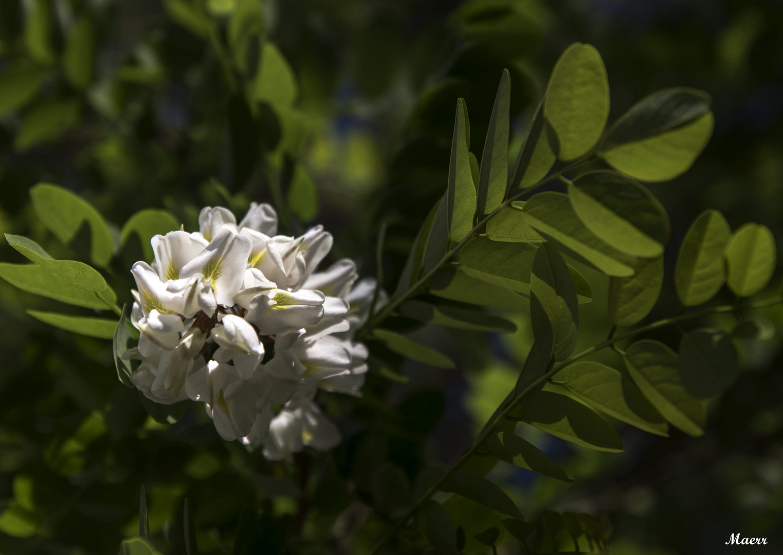 Flor de acacia