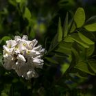 Flor de acacia