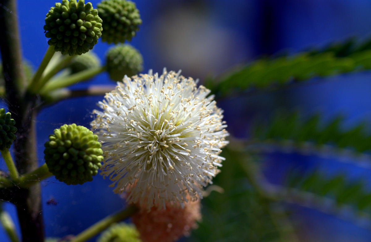 Flor de acacia