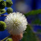 Flor de acacia