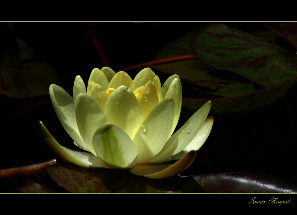 Flor De Agua Luz De Sol Imagen Foto Plantas Flores Flora Fotos De Fotocommunity