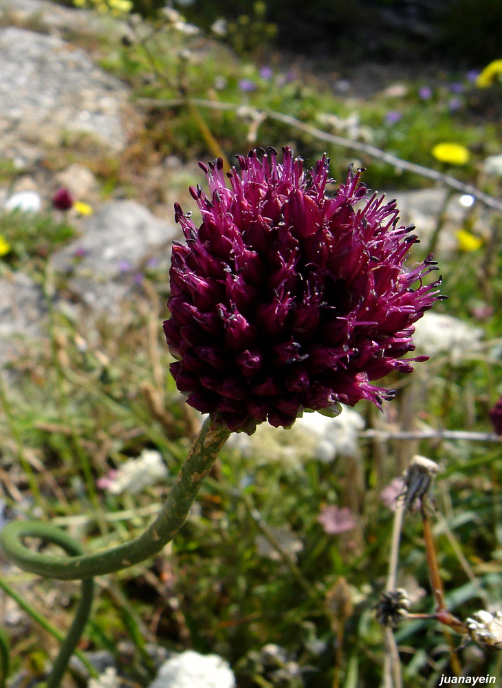 Flor de ajo